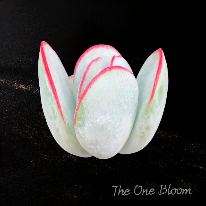 Cotyledon Orbiculata 'Hakubi' Approx. 3–3.5 inches in Diameter
