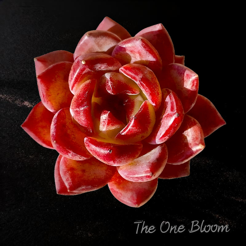 Echeveria 'Daredevil' - 1.8"-2.2" Sculptural Rosette Succulent Live Plant