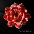 Echeveria 'Daredevil' - 1.8"-2.2" Sculptural Rosette Succulent Live Plant