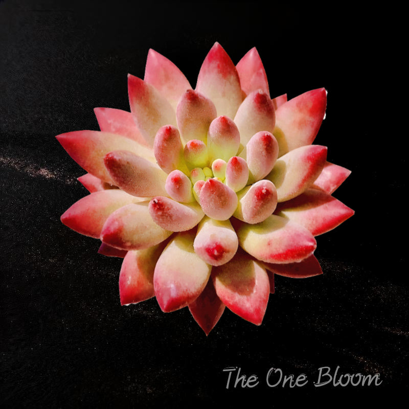 Echeveria 'Cherry' Single-plant Approx. 3–3.5 inches Across