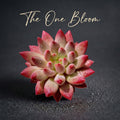 Echeveria 'Cherry' Single-plant Approx. 3–3.5 inches Across