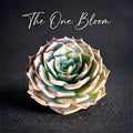 Father's Day Gift: Echeveria 'Cupid' - Delicate Succulent Compact Rosette Shape