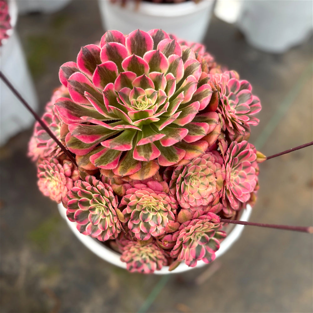 Aeonium 'Face Powder' Variegata - Extra-Large 10"-12" Mature Plant - Striking Shrublet Succulent Famed For Its Temperature-Driven Color Shifts