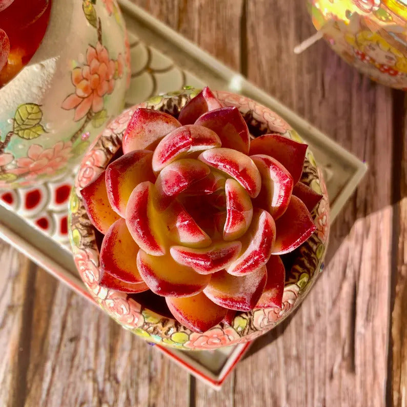 Echeveria 'Daredevil' - 1.8"-2.2" Sculptural Rosette Succulent Live Plant