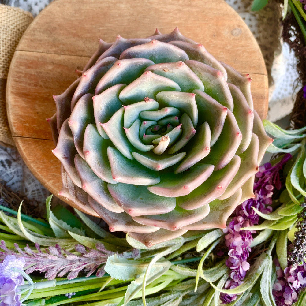 Father's Day Gift: Echeveria 'Cupid' - Delicate Succulent Compact Rosette Shape