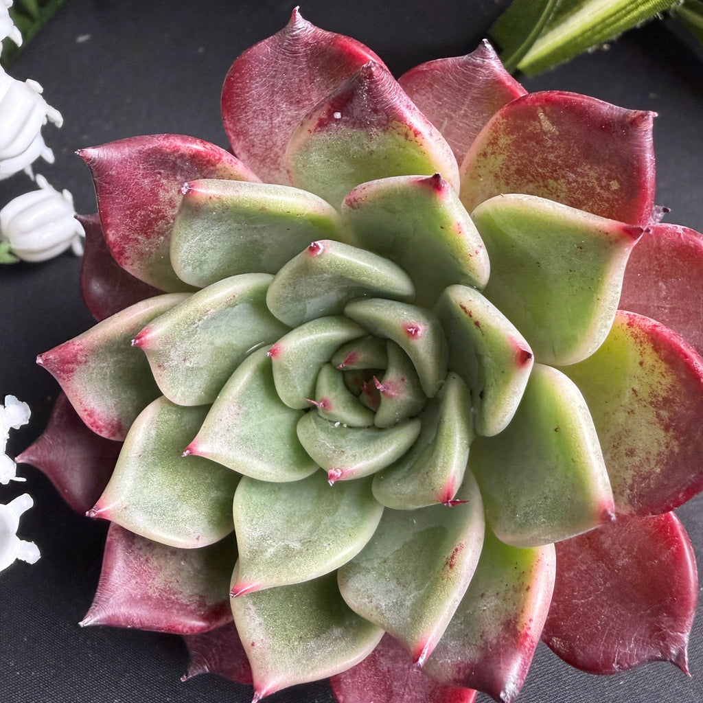 Rare Succulent Echeveria 'Midnight Beauty' 2"-2.5" Live Plant - Collectible Home Plant, Office Accent, Holiday Decorations, Wedding Favors