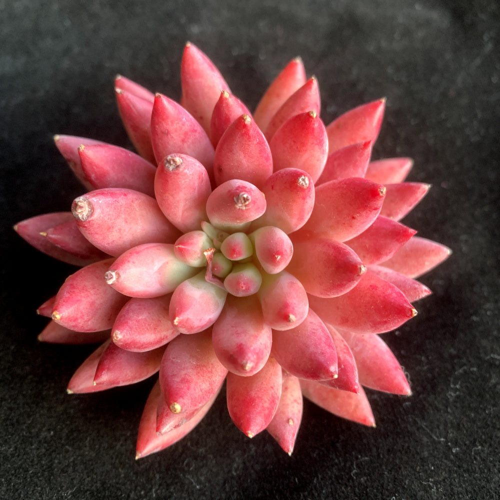 Echeveria 'Corn-poppy' 3"–3.5" Beautiful Color Succulent - Vibrant "Sugar Heart" Center Live Plant