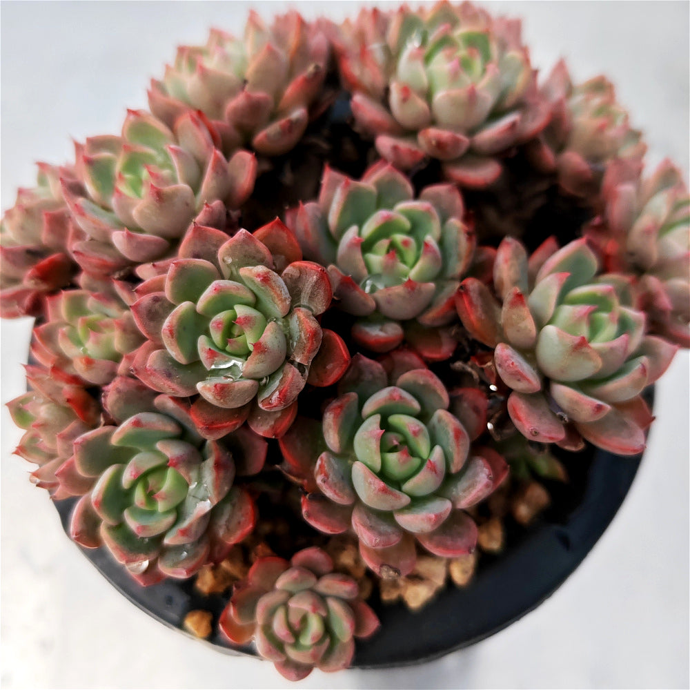 Echeveria 'Nana Hook' Multi-head Cluster - Approx. 8"-10" in Diameter