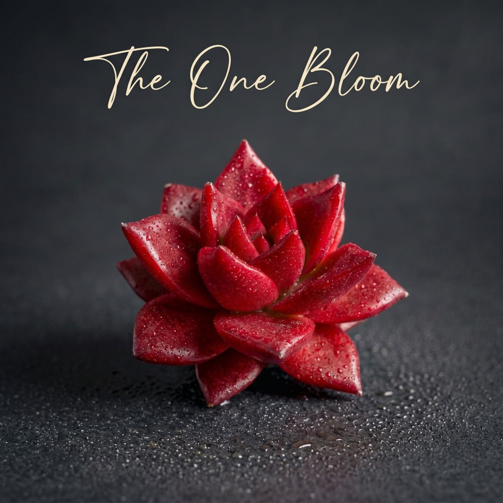 Father's Day Gift🎁: Echeveria Agavoides 'v.Romeo Rubin' - Look Like Oil Painting Live Succulent - Single-stemmed Rosettes Plant