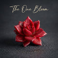 Echeveria Agavoides v. 'Romeo Rubin' - Rare Succulent Live Plant 1.5"–2" - For Home Decor | Perfect Gift for Succulent Lovers | Holiday Gifts