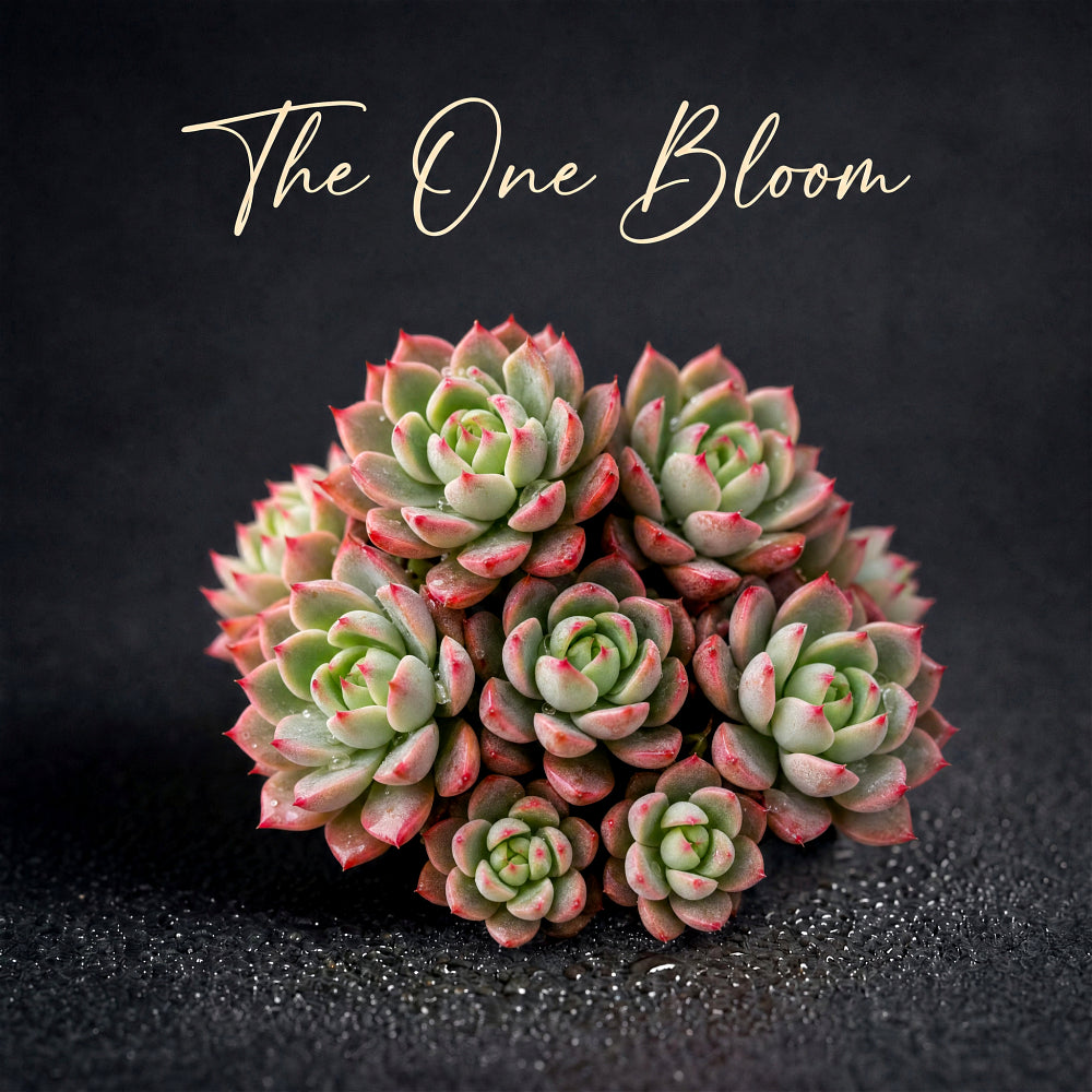 Echeveria 'Nana Hook' Multi-head Cluster - Approx. 8"-10" in Diameter