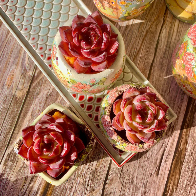 Echeveria 'Daredevil' - 1.8"-2.2" Sculptural Rosette Succulent Live Plant