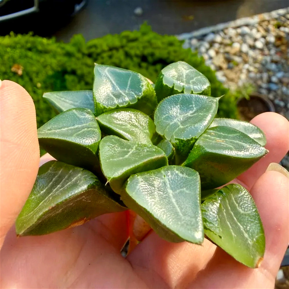 Rare Succulent - Haworthia Emelyae - Easy Maintenance Live Plant for Gifts