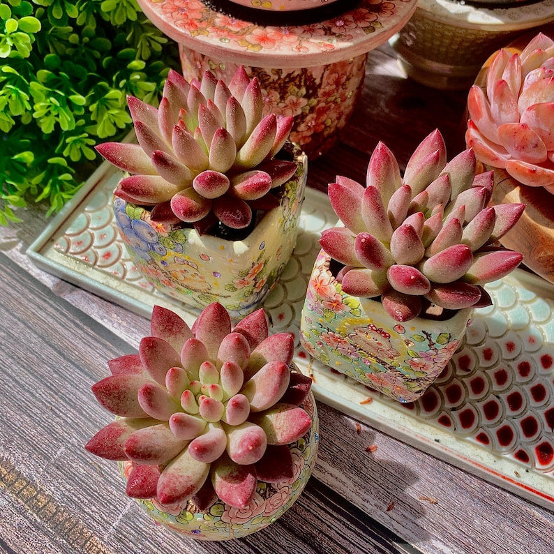 Echeveria 'Cherry' Single-plant Approx. 3–3.5 inches Across