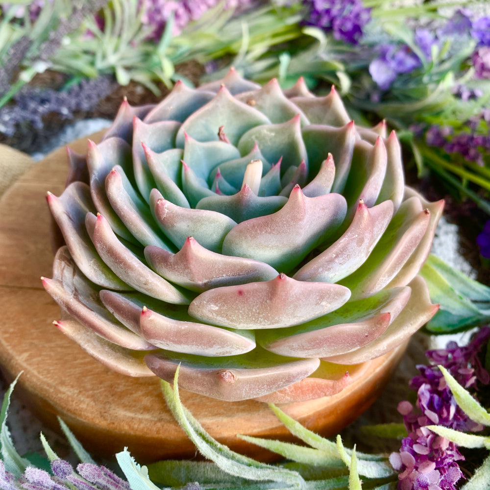 Father's Day Gift: Echeveria 'Cupid' - Delicate Succulent Compact Rosette Shape