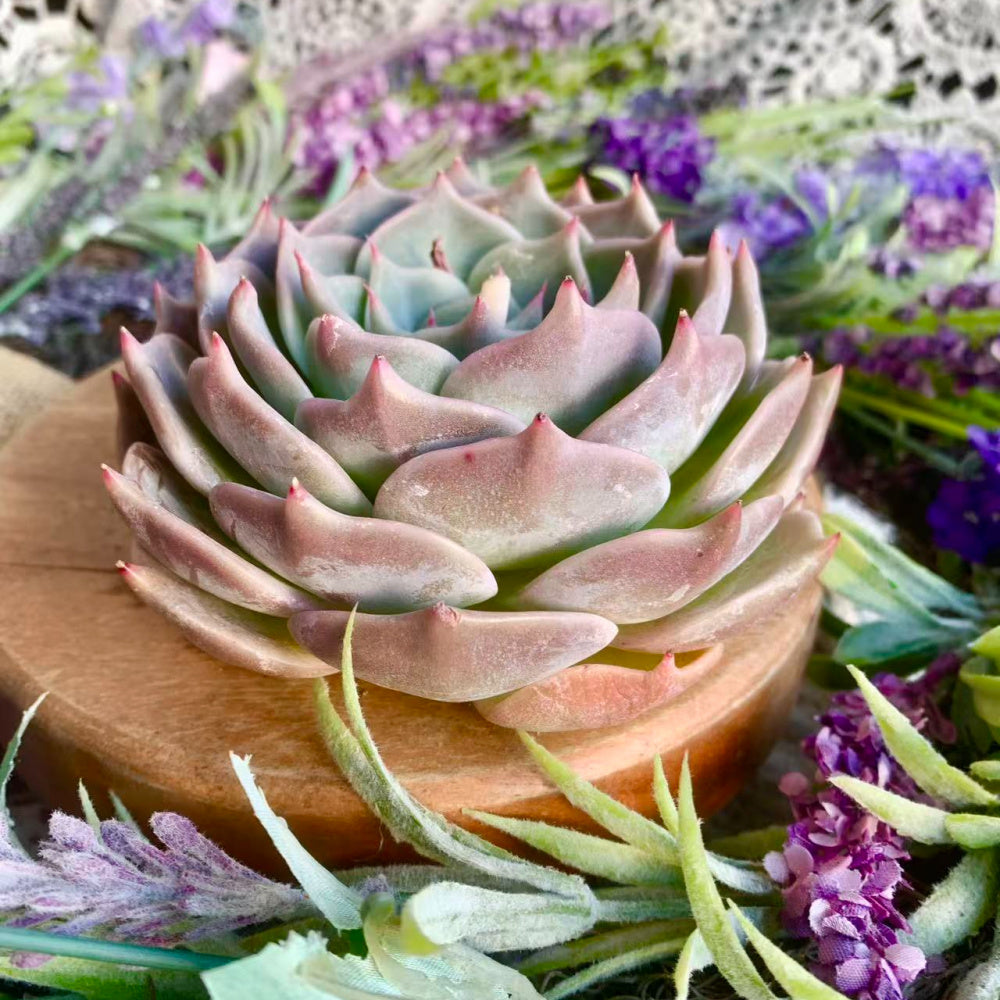 Father's Day Gift: Echeveria 'Cupid' - Delicate Succulent Compact Rosette Shape