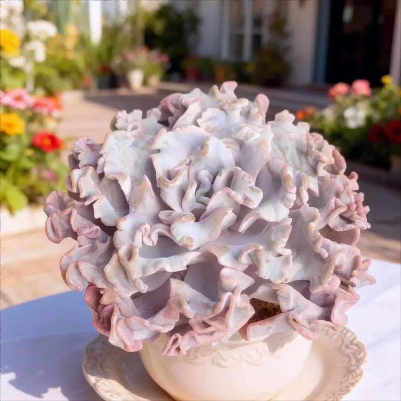 Crispate Beauty Rare Succulent Plants, 3.5" Green Imported Live Succulent Plant, Indoor Office Wedding Party Decor Gifts