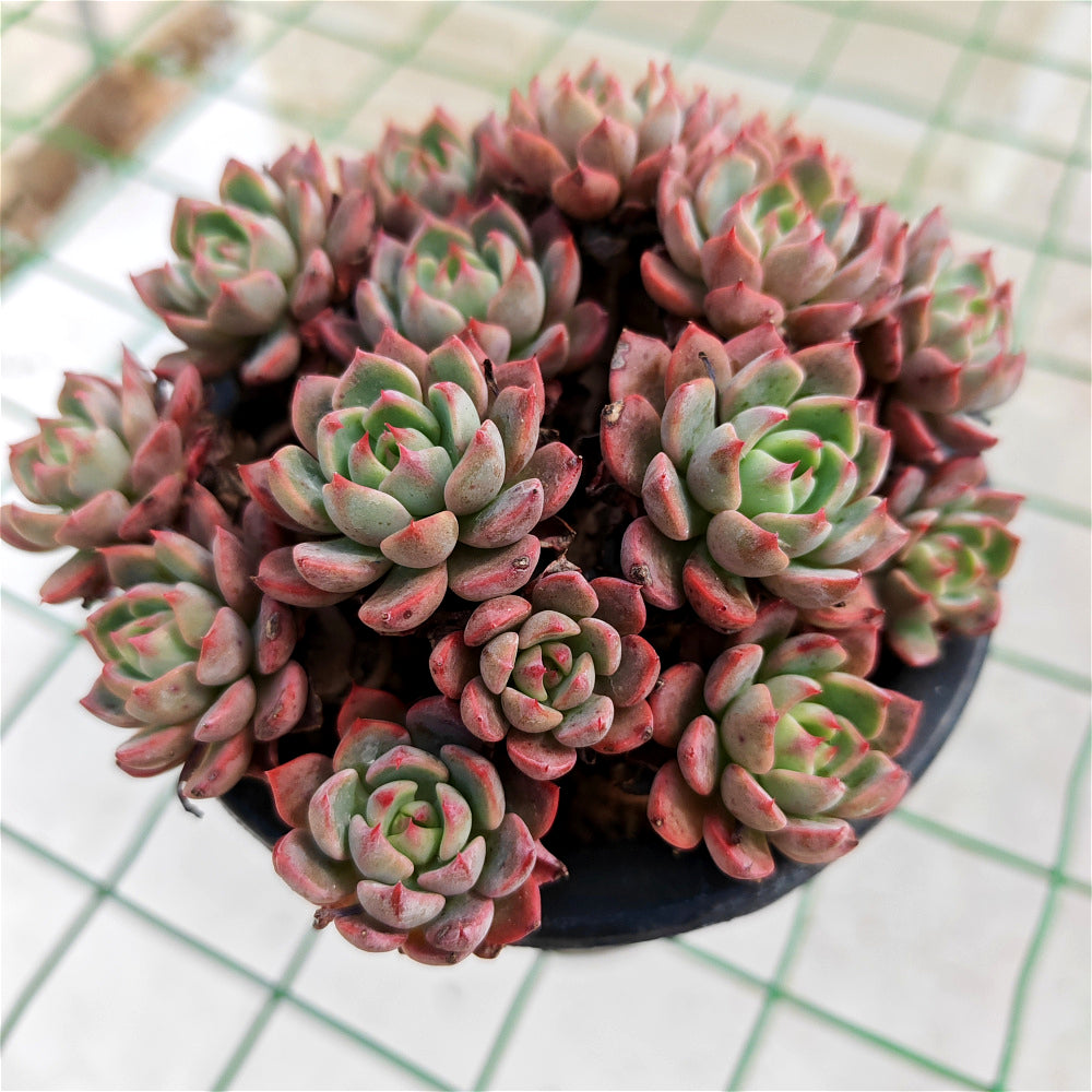 Echeveria 'Nana Hook' Multi-head Cluster - Approx. 8"-10" in Diameter