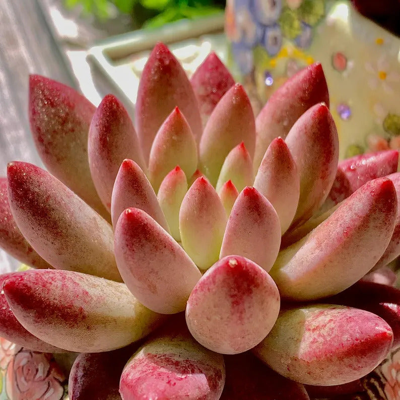 Echeveria 'Cherry' Single-plant Approx. 3–3.5 inches Across