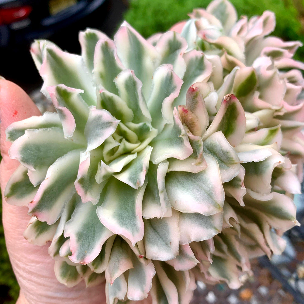 Rare Succulent Live Plant - Echeveria 'Purple Butterfly' Variegata - 5"-6" Mature Clustered Structure Specimen