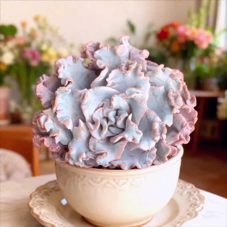 Crispate Beauty Rare Succulent Plants, 3.5" Green Imported Live Succulent Plant, Indoor Office Wedding Party Decor Gifts