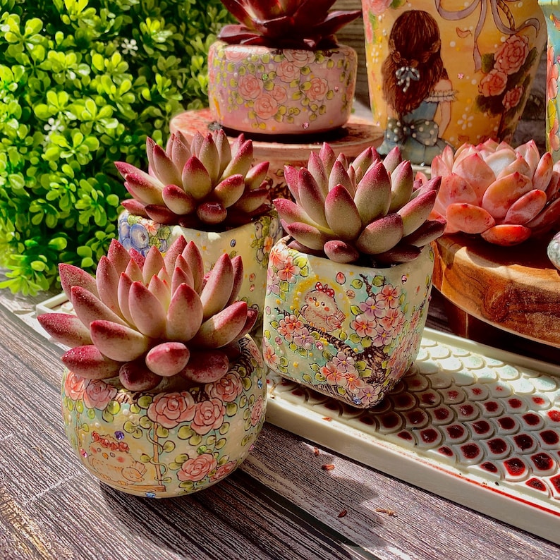 Echeveria 'Cherry' Single-plant Approx. 3–3.5 inches Across