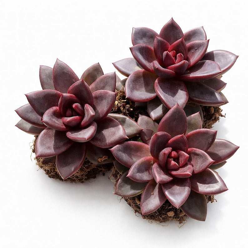 Echeveria 'Delight Rose' Live Succulent 1.5" in Diameter - Rare Rose-like Rosette Plant
