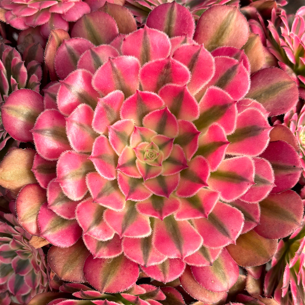 Aeonium 'Face Powder' Variegata - Extra-Large 10"-12" Mature Plant - Striking Shrublet Succulent Famed For Its Temperature-Driven Color Shifts