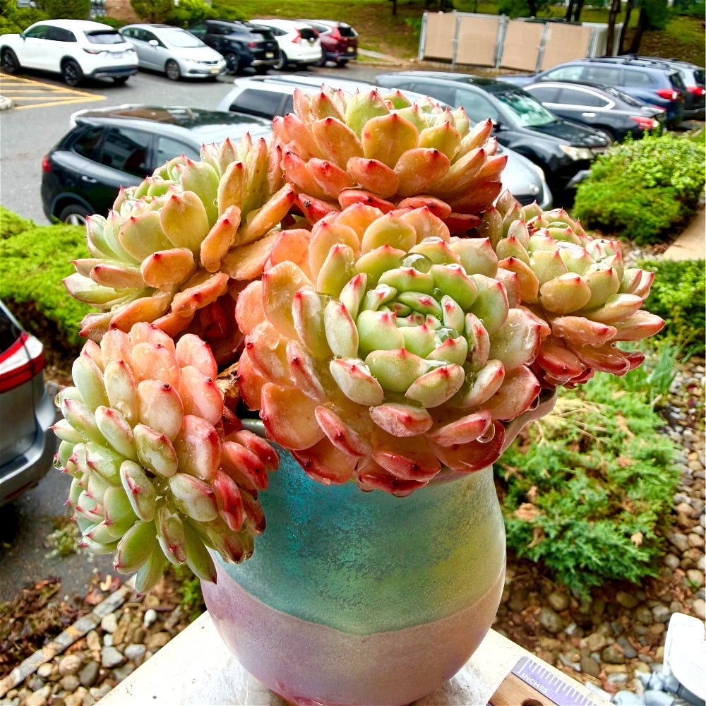 Echeveria 'Hani' - 6" Rare Live Succulent Exact Plant Shown - 1-of-1 Collector Plant - WYSIWYG Only One Available