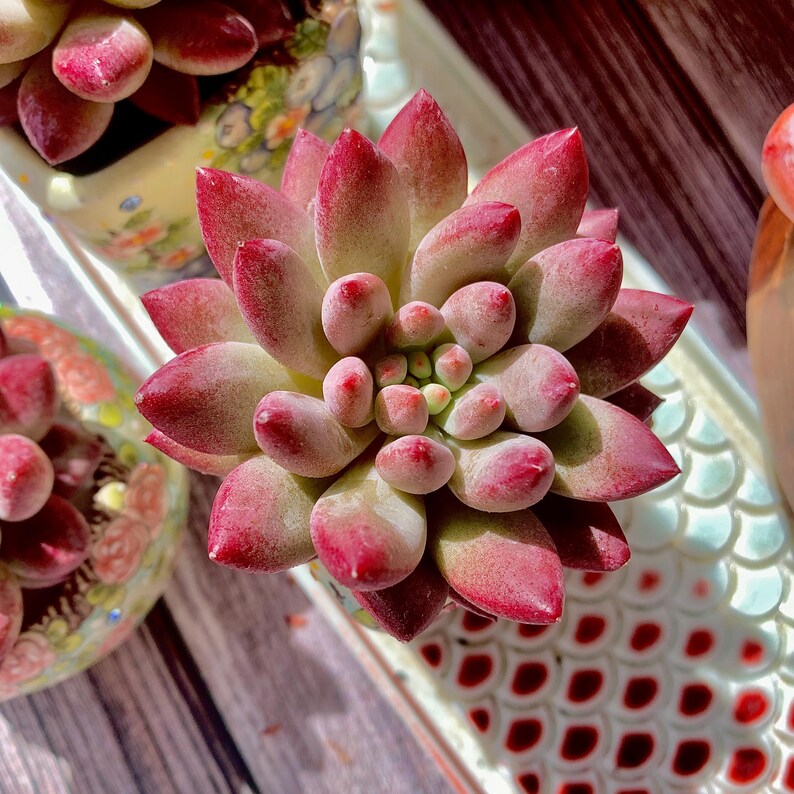 Echeveria 'Cherry' Single-plant Approx. 3–3.5 inches Across