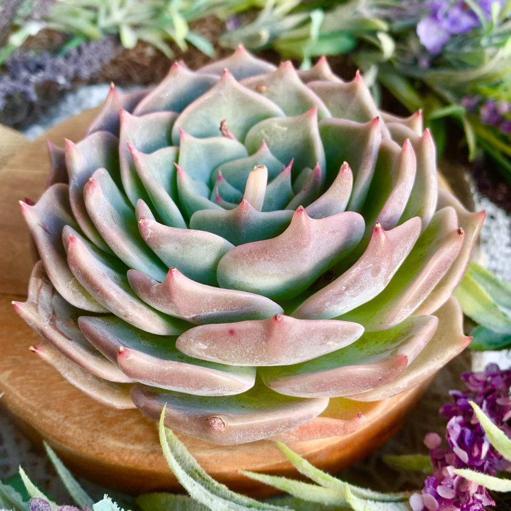 Father's Day Gift: Echeveria 'Cupid' - Delicate Succulent Compact Rosette Shape