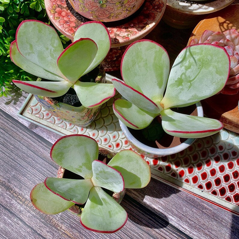 Cotyledon Orbiculata 'Hakubi' Approx. 3–3.5 inches in Diameter