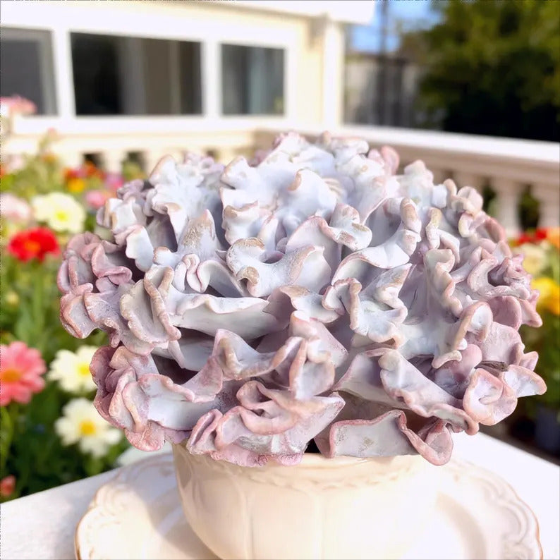 Crispate Beauty Rare Succulent Plants, 3.5" Green Imported Live Succulent Plant, Indoor Office Wedding Party Decor Gifts