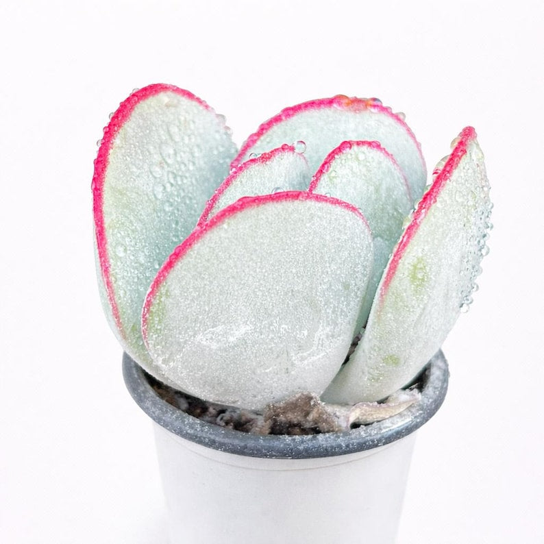 Cotyledon Orbiculata 'Hakubi' Approx. 3–3.5 inches in Diameter