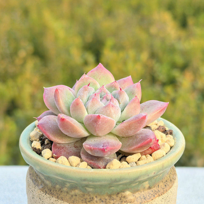 Echeveria ‘Alba Beauty’ Live Succulent | Rosette Echeveria Plant for Desk, Shelf & Minimalist Home Decor