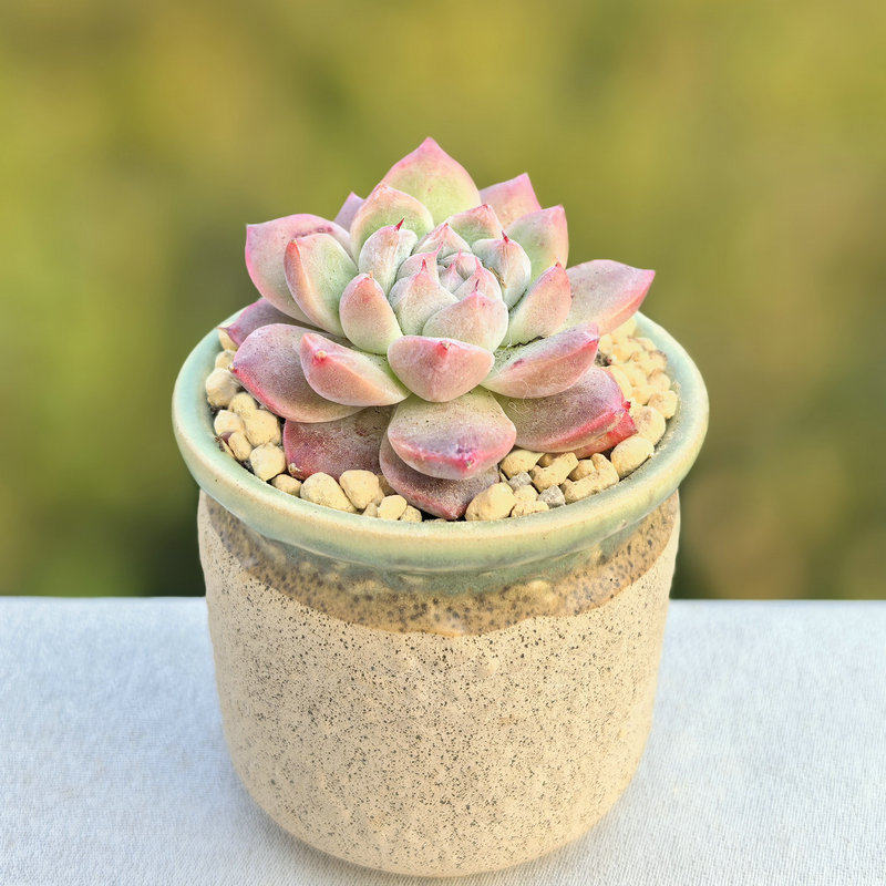 Echeveria ‘Alba Beauty’ Live Succulent | Rosette Echeveria Plant for Desk, Shelf & Minimalist Home Decor