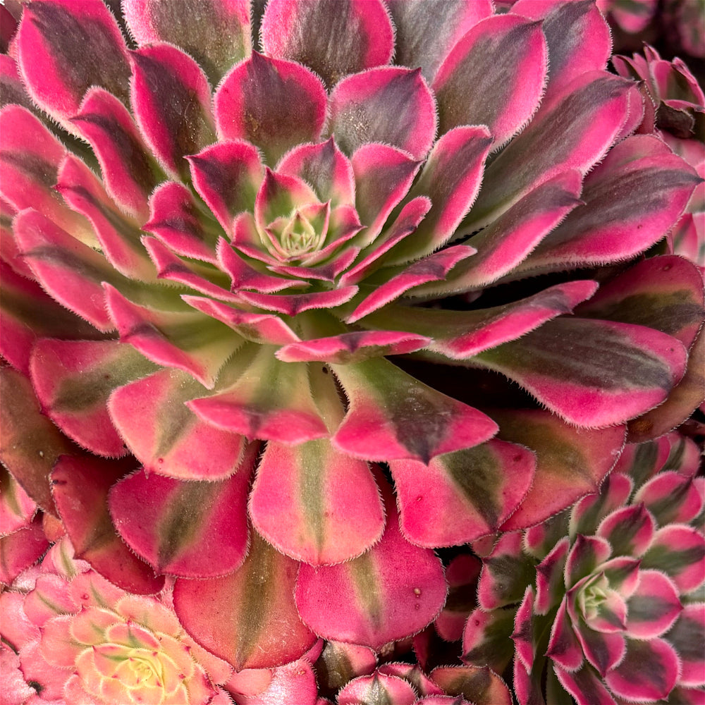 Aeonium 'Face Powder' Variegata - Extra-Large 10"-12" Mature Plant - Striking Shrublet Succulent Famed For Its Temperature-Driven Color Shifts