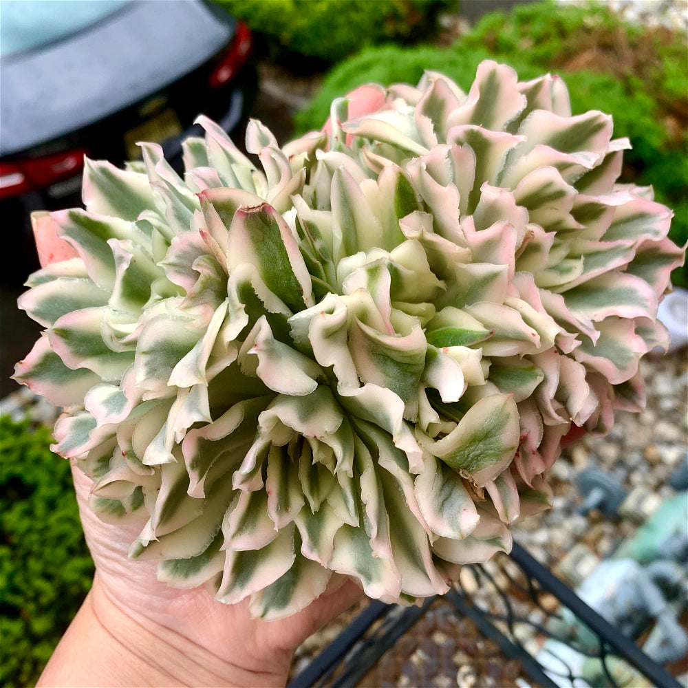 Rare Succulent Live Plant - Echeveria 'Purple Butterfly' Variegata - 5"-6" Mature Clustered Structure Specimen