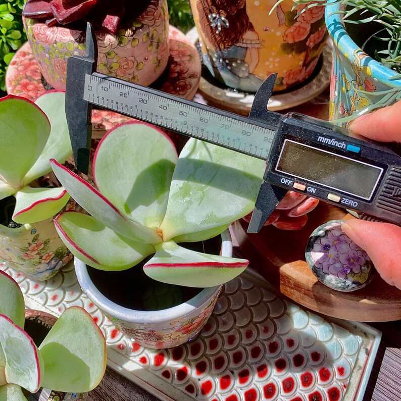 Cotyledon Orbiculata 'Hakubi' Approx. 3–3.5 inches in Diameter