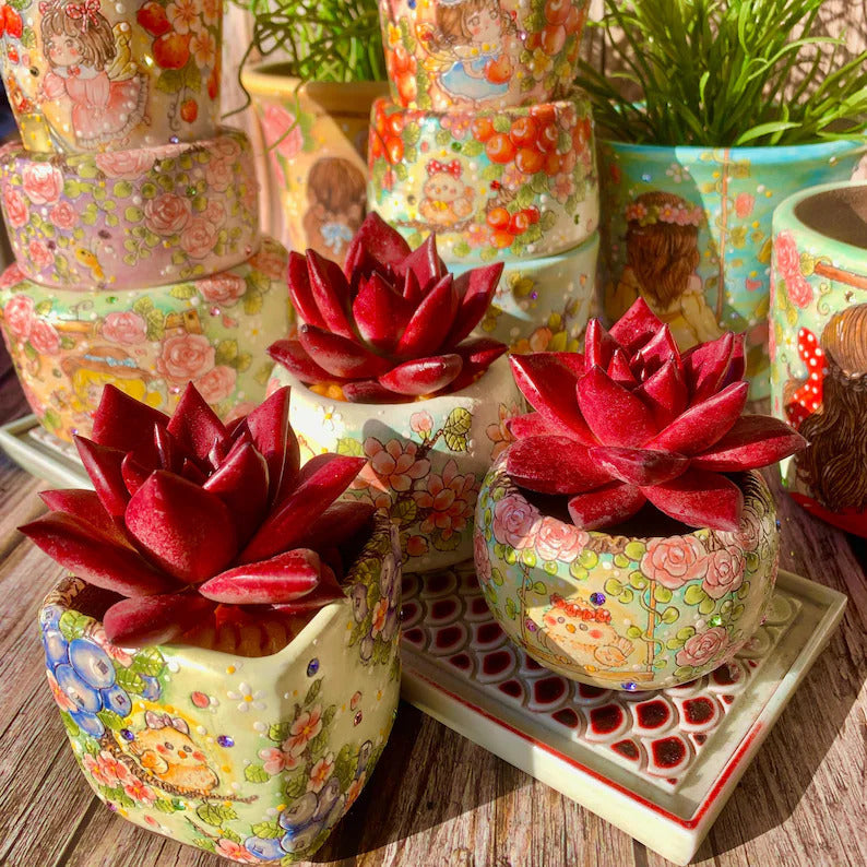 Echeveria Agavoides v. 'Romeo Rubin' - Rare Succulent Live Plant 1.5"–2" - For Home Decor | Perfect Gift for Succulent Lovers | Holiday Gifts