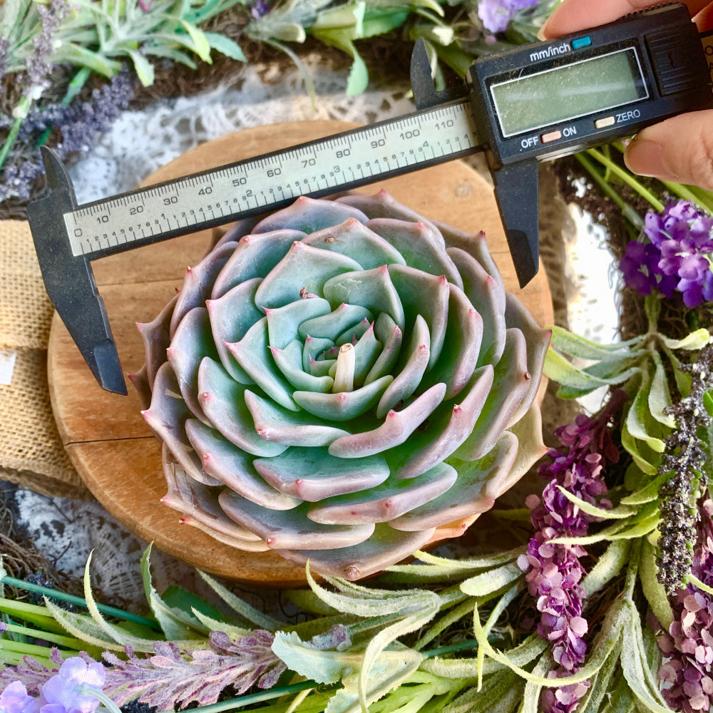 Father's Day Gift: Echeveria 'Cupid' - Delicate Succulent Compact Rosette Shape