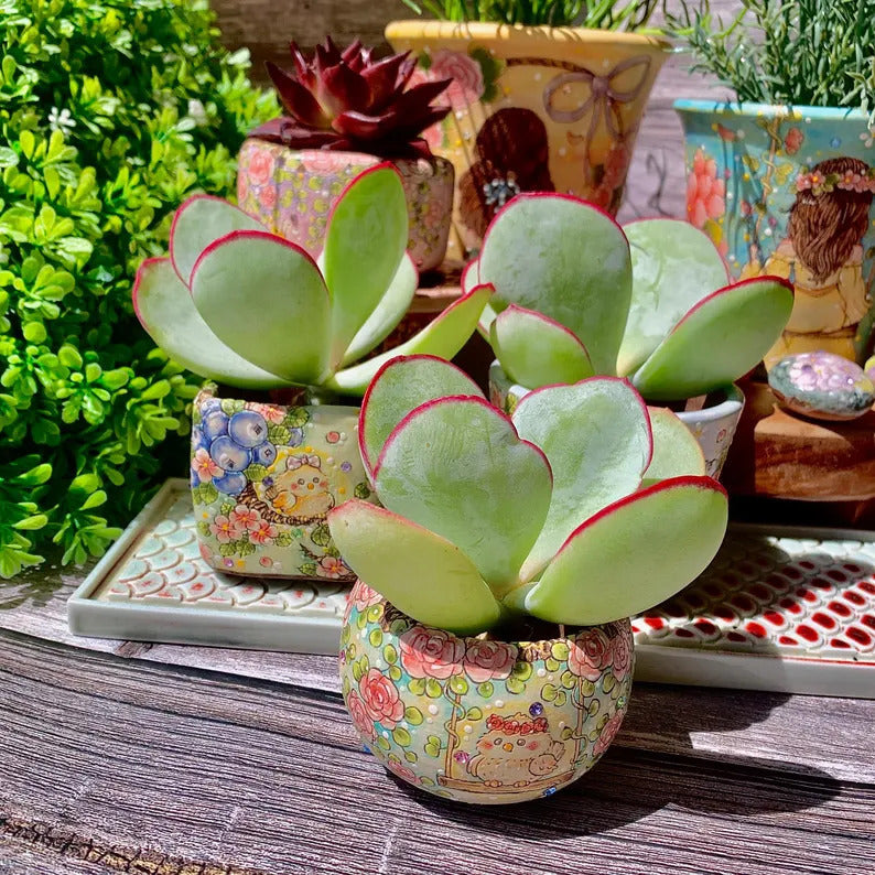 Cotyledon Orbiculata 'Hakubi' Approx. 3–3.5 inches in Diameter