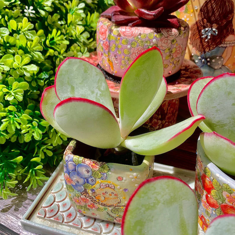 Cotyledon Orbiculata 'Hakubi' Approx. 3–3.5 inches in Diameter