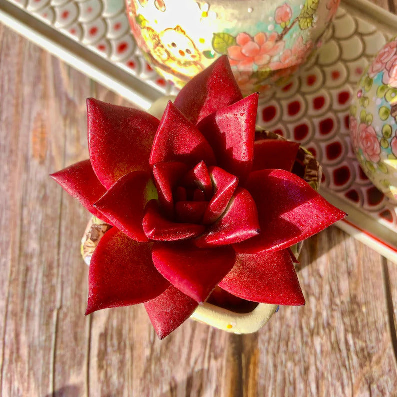 Echeveria Agavoides v. 'Romeo Rubin' - Rare Succulent Live Plant 1.5"–2" - For Home Decor | Perfect Gift for Succulent Lovers | Holiday Gifts