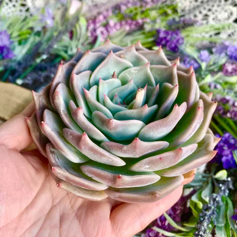 Father's Day Gift: Echeveria 'Cupid' - Delicate Succulent Compact Rosette Shape