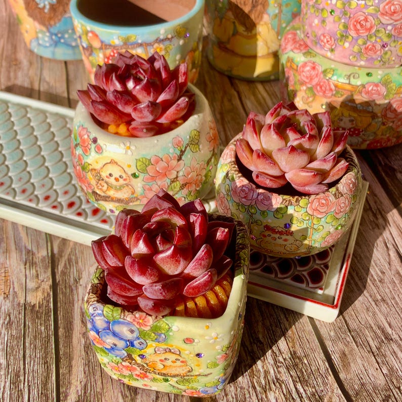 Echeveria 'Daredevil' - 1.8"-2.2" Sculptural Rosette Succulent Live Plant