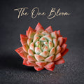 Echeveria ‘Alba Beauty’ Live Succulent | Rosette Echeveria Plant for Desk, Shelf & Minimalist Home Decor