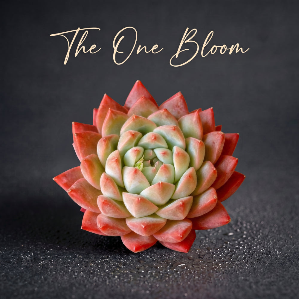 Echeveria ‘Alba Beauty’ Live Succulent | Rosette Echeveria Plant for Desk, Shelf & Minimalist Home Decor
