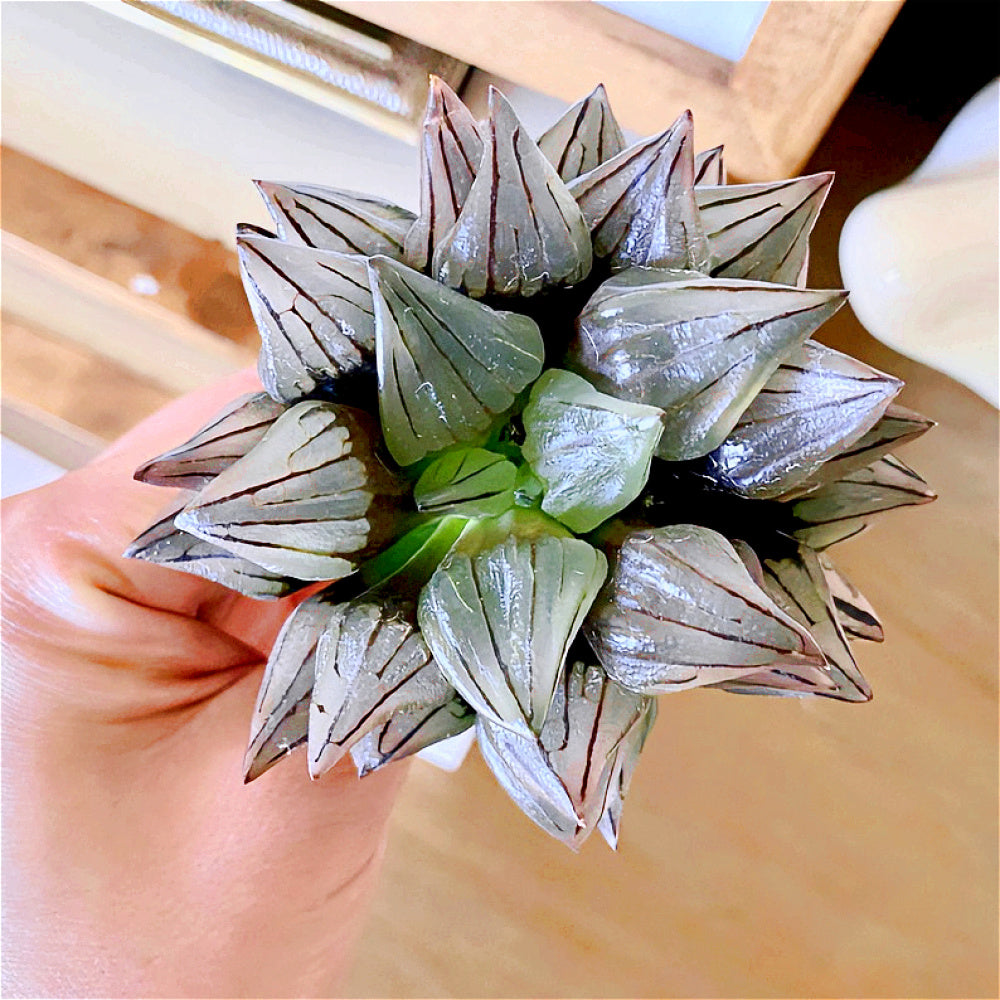 “Jelly” Plant Favorite Among Collectors - Haworthia Magnifica Var. Atrofusca - Rare Live Succulent Allow Light to Reach Plant's Interior