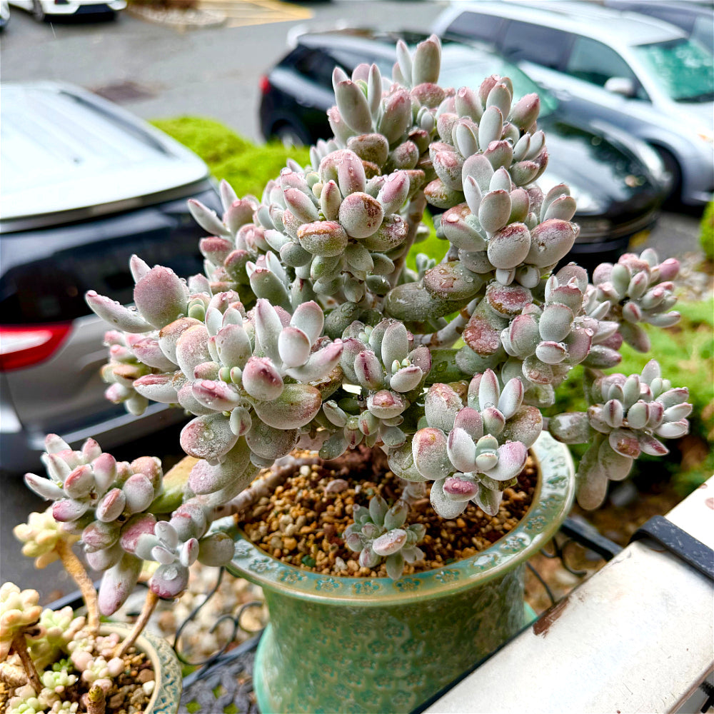 Cotyledon Orbiculata - 11" Rare Boutique Succulent - Exact Plant Shown 1 of 1 - WYSIWYG Live Plant